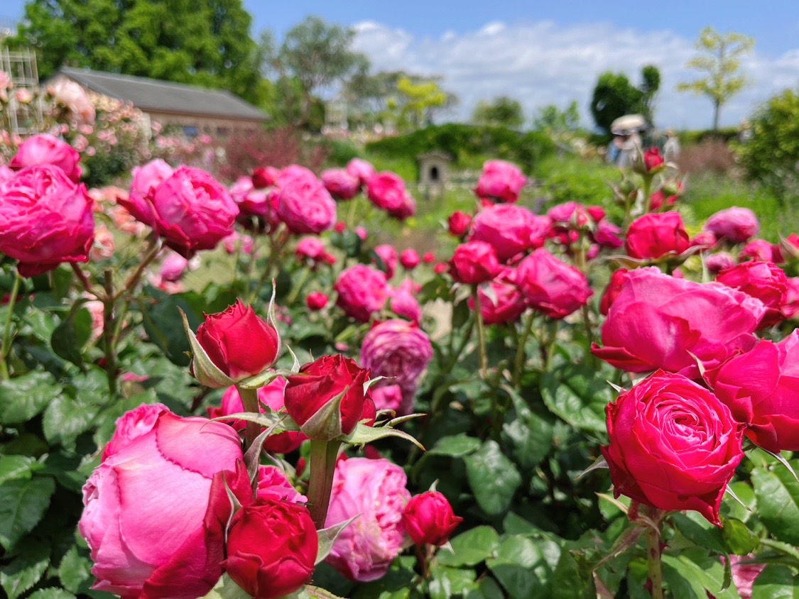 びわ湖大津館の濃いピンク色のバラ