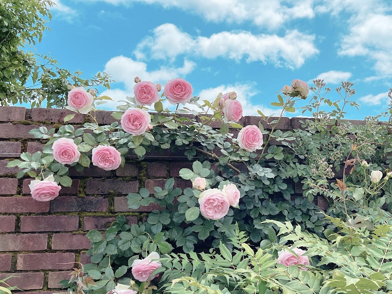 びわ湖大津館のピンク色のバラと青い空